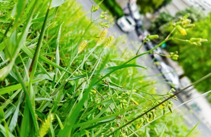 台灣九尾草用途