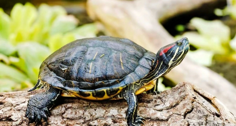 烏龜養殖水位管理