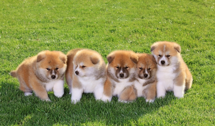 秋田犬毛色種類