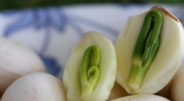 有芯蓮子怎麼煮