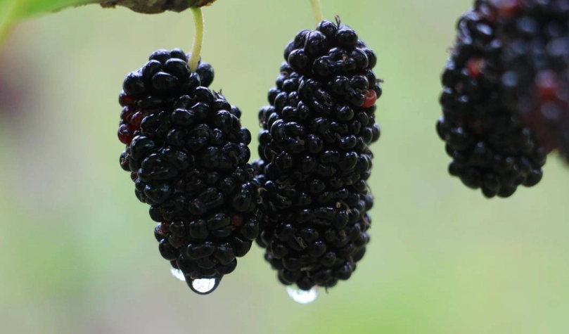 桑椹一天吃多少