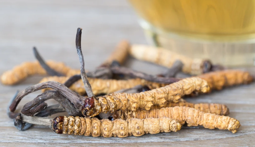 蟲草最佳服用時間