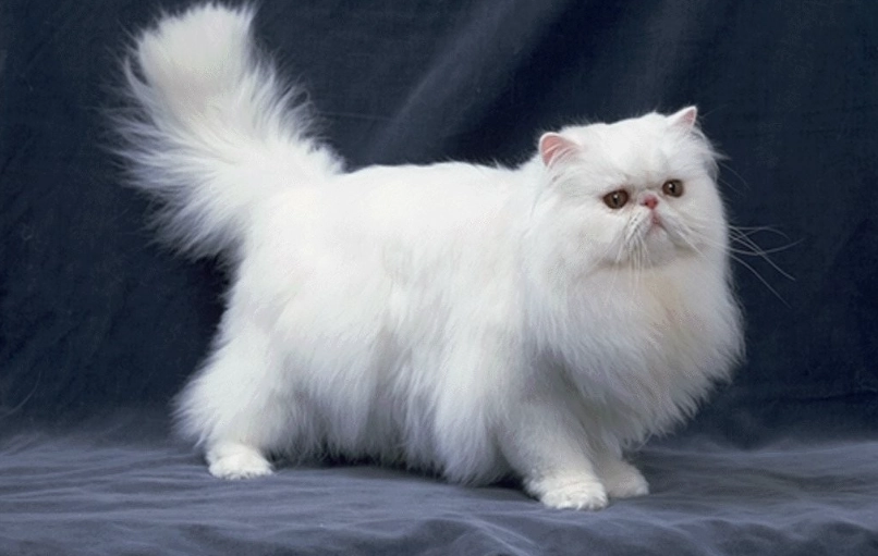 波斯猫饲养国家