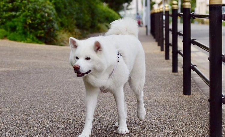 秋田犬飼養方法