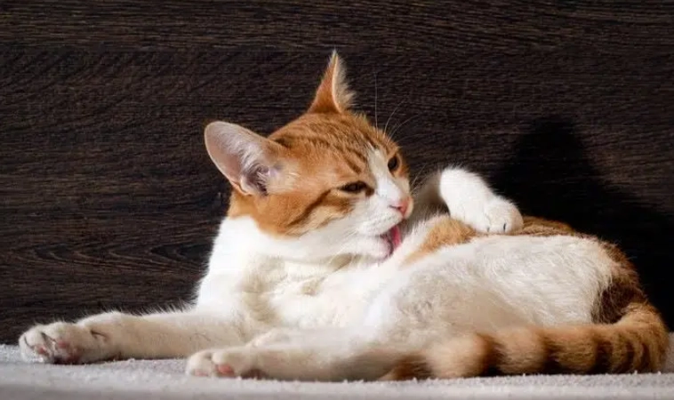 離胺酸貓免疫力