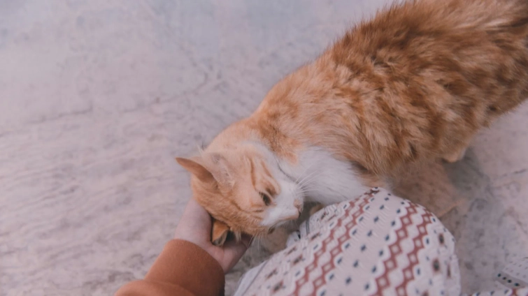 貓叫聲吸引貓咪