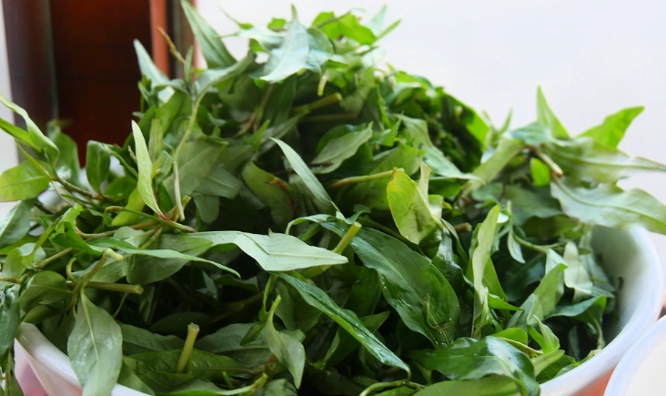 枸杞葉功效與吃法