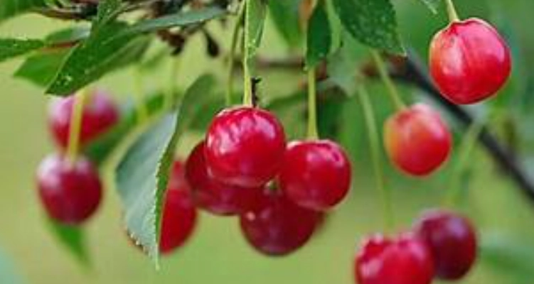 櫻桃最佳食用時間