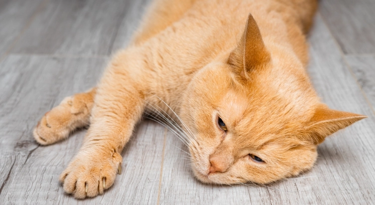 貓咪吐膽汁治療