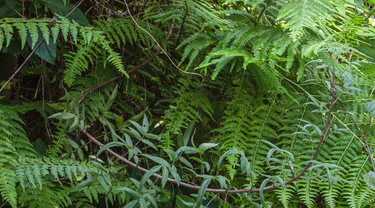 萬壽菊葉子使用方法