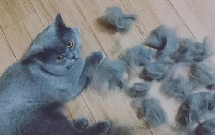 減少貓掉毛方法