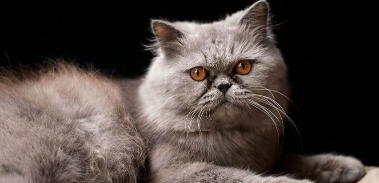 扁鼻貓壽命多長