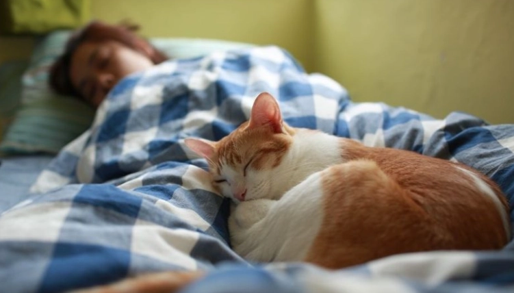 貓陪主人睡好處