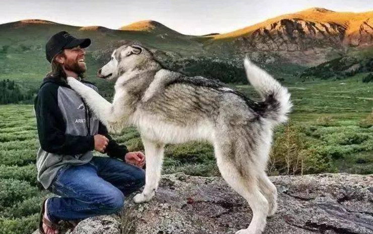 阿拉斯加哈士奇混種