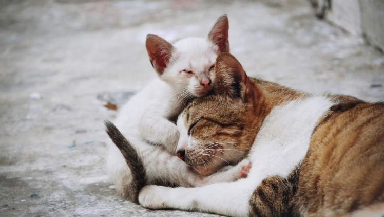 貓愛滋傳染途徑