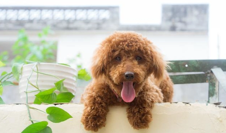 貴賓狗平均壽命