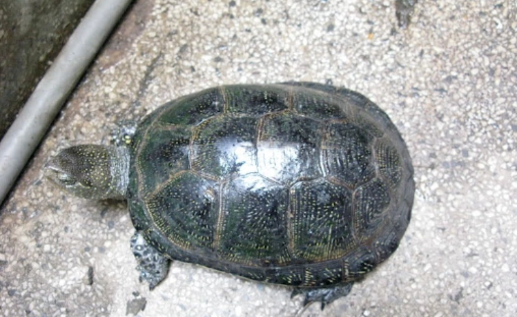 澤龜壽命影響因素