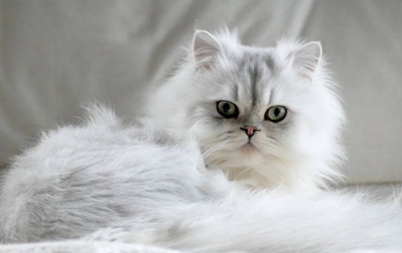 外國貓品種介紹