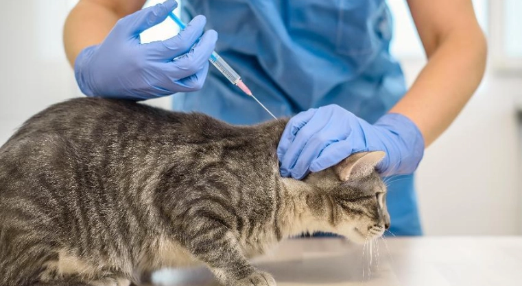 貓咪三合一疫苗費用