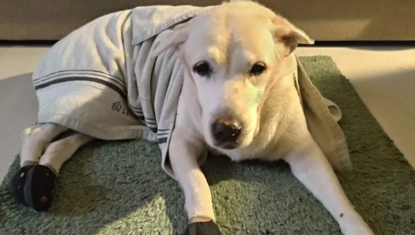 狗狗絕育性格改變