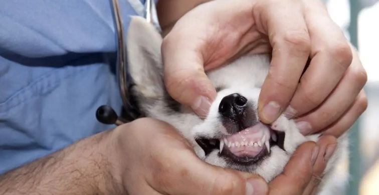 寵物牙科疾病