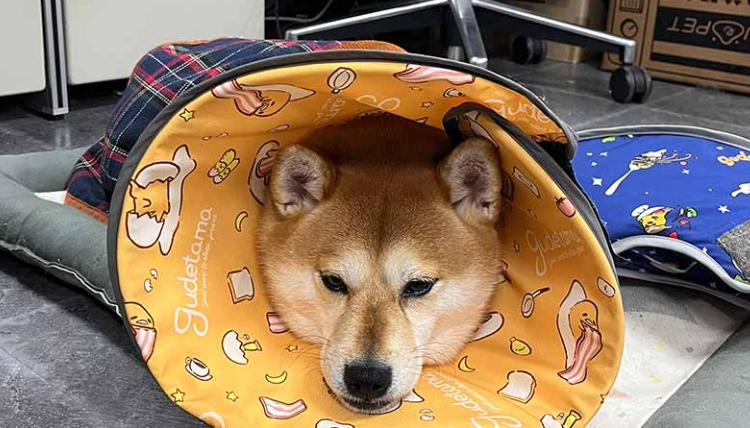 結紮後遺症照護