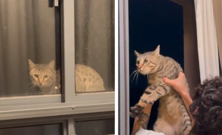 流浪貓處理方法