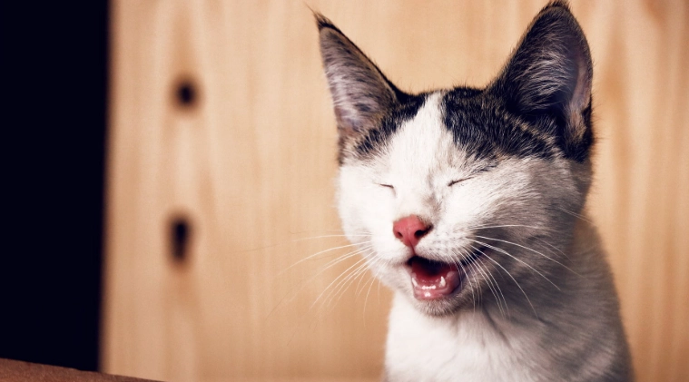 貓氣喘發作頻率