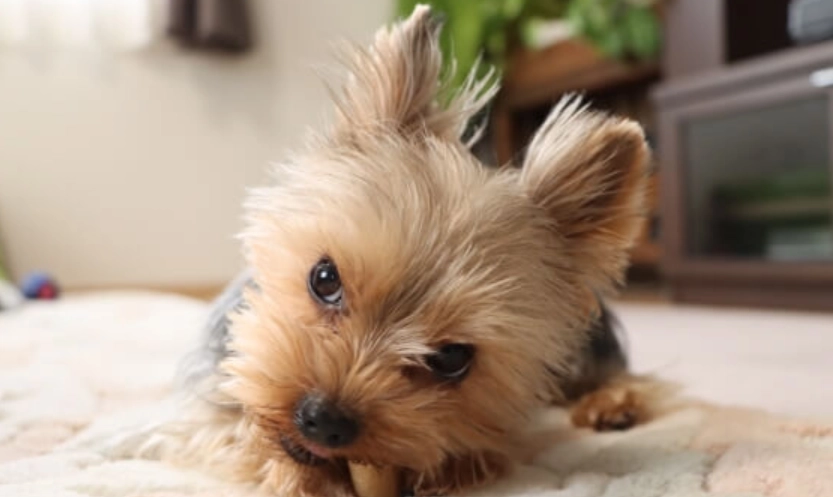 母犬结紮注意事项