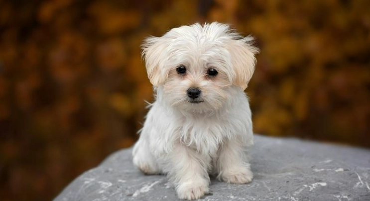 延長迷你瑪爾濟斯壽命