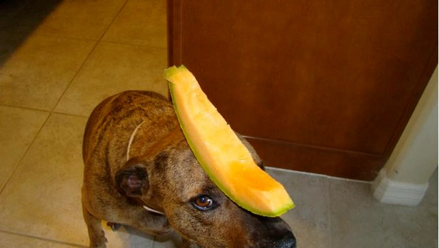 哈密瓜對狗狗有害嗎