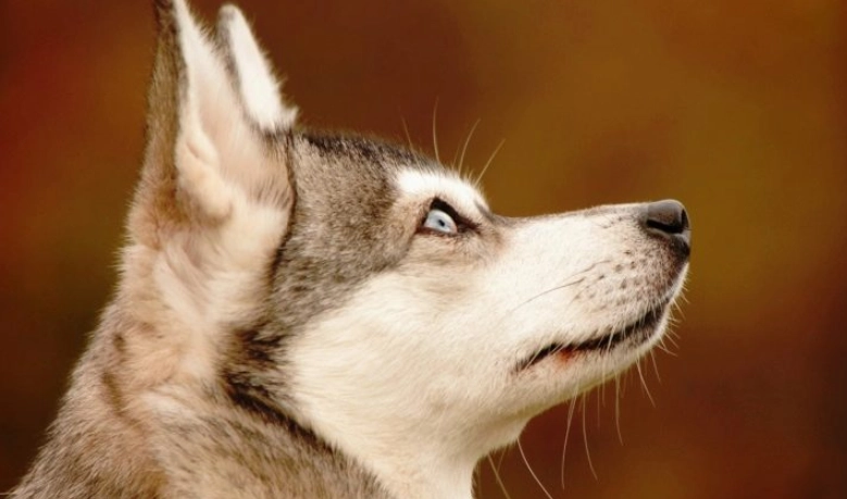 阿拉斯加哈士奇混種