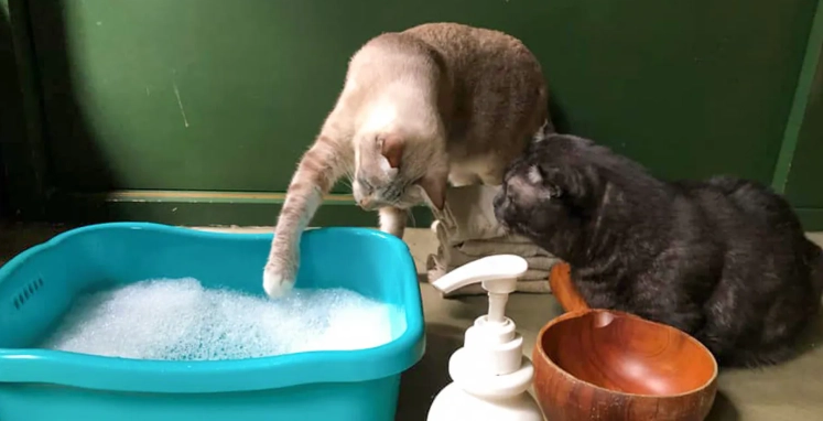 貓鳳梨酵素功效 貓鳳梨酵素功效