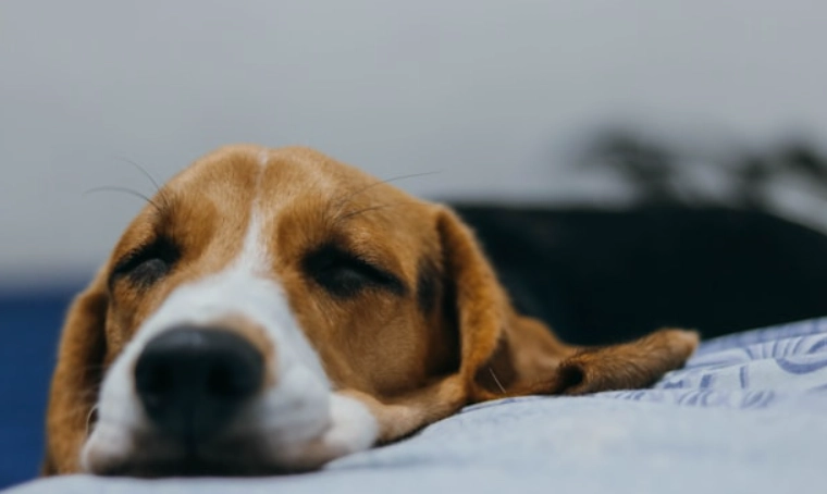 台灣寵物結紮補助