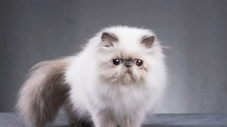 扁鼻貓壽命多長