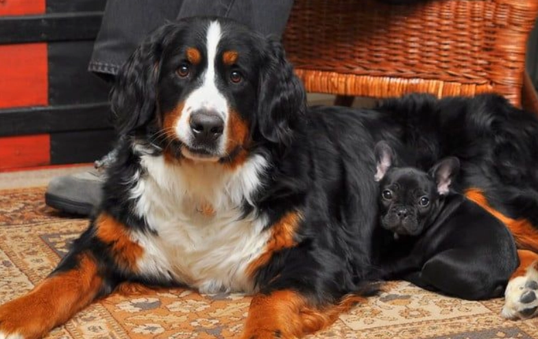 狗的寿命短原因