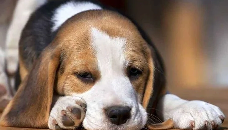 白內障手術費用