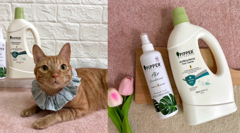 貓鳳梨酵素推薦 貓鳳梨酵素推薦