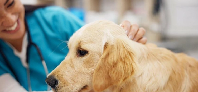 狗狗結紮最佳年齡