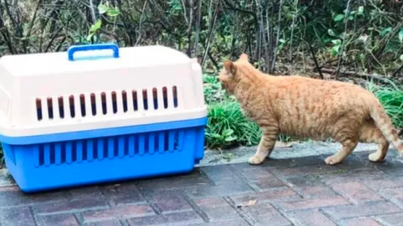 流浪貓處理方法