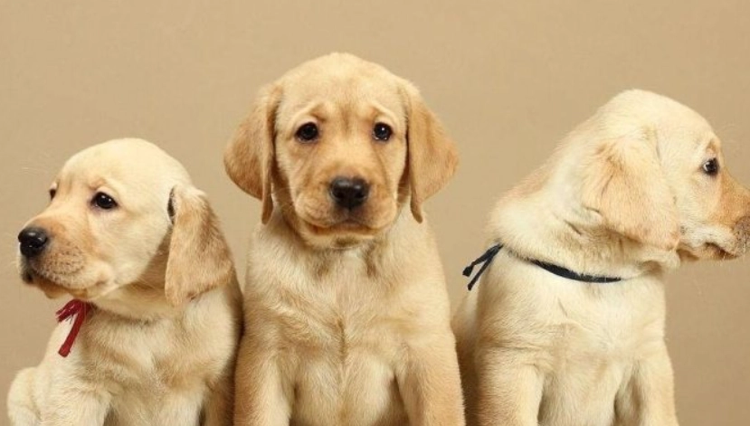 拉布拉多犬適合家庭嗎