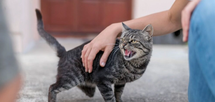 貓皮膚癬為什麼