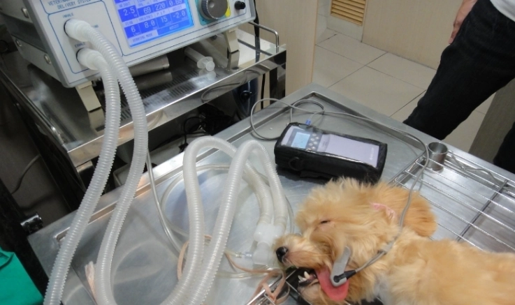 母犬結紮最佳時間