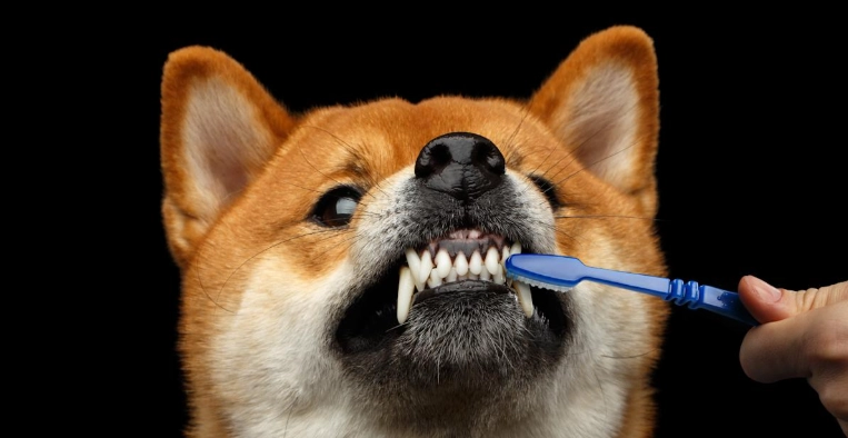 狗狗刷牙方法