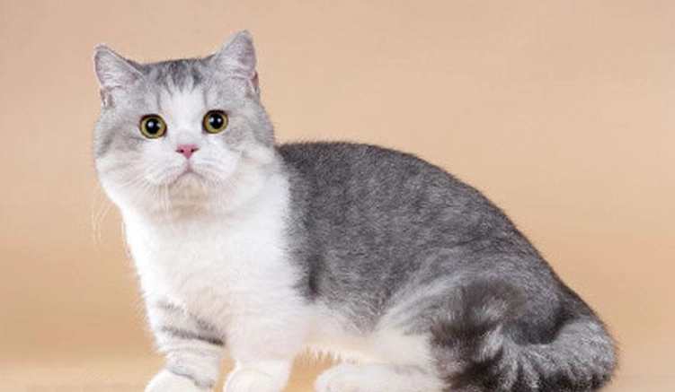 曼基貓健康問題