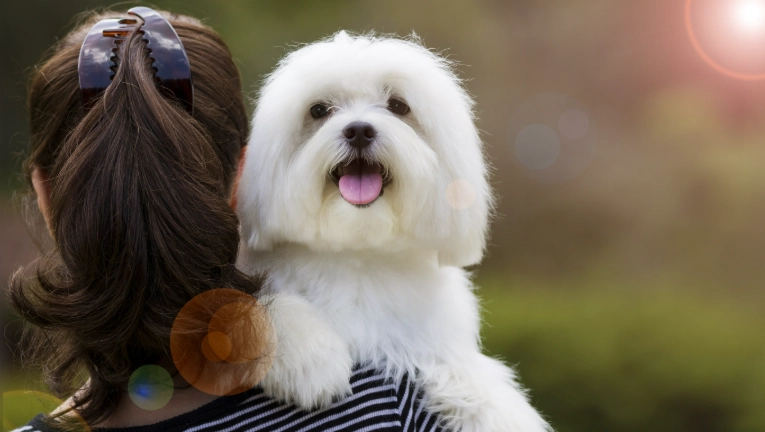 小型犬平均寿命