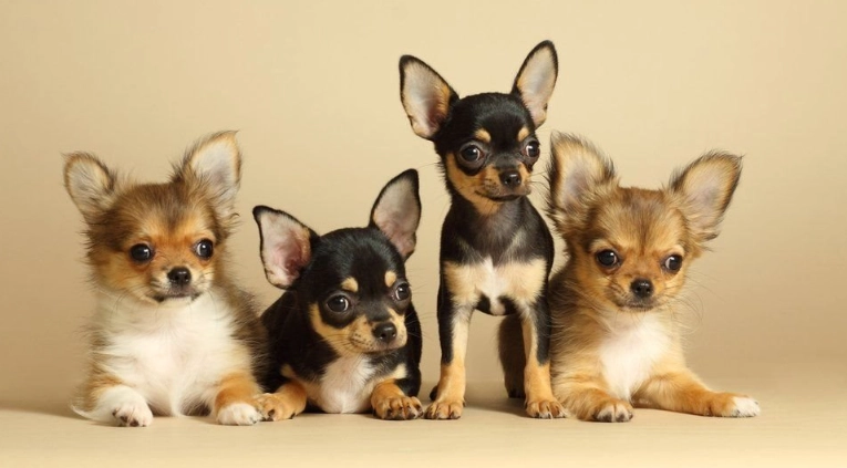 狗的寿命短原因