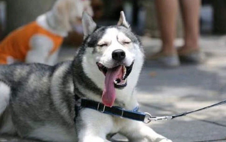 阿拉斯加哈士奇混種