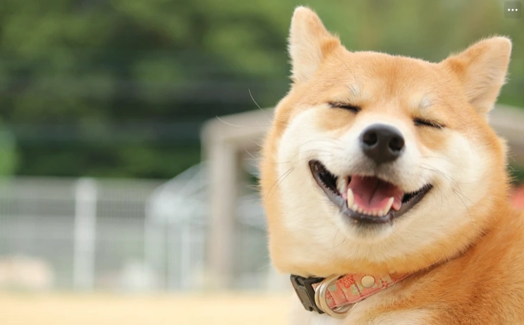 狗狗牙齒鬆動原因