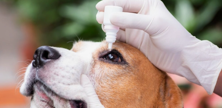 狗狗白內障治療